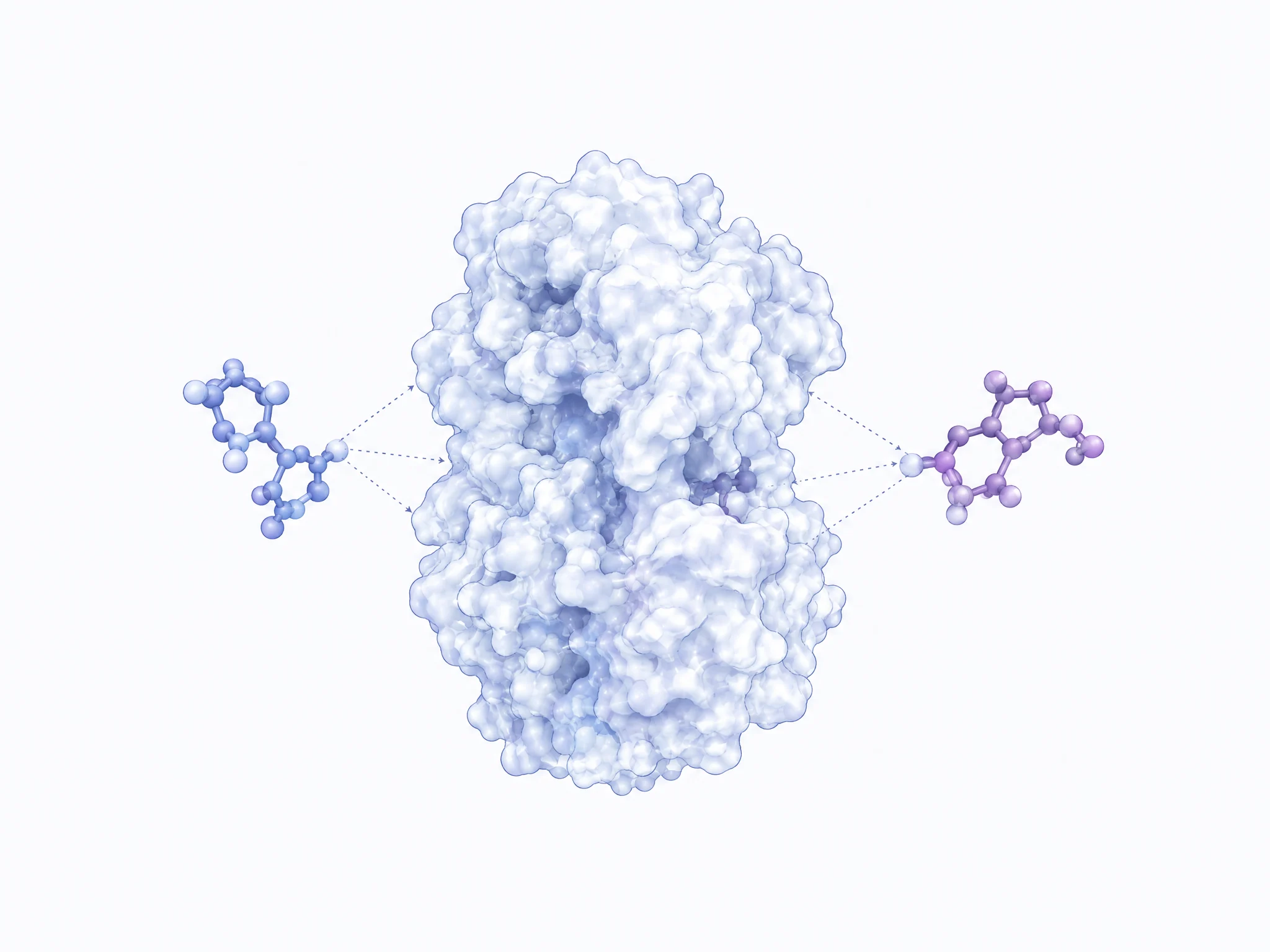 Conceptual protein surface with two complementary molecular interactions